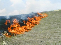 Лесной пожар в Амурской области принес многочисленные жертвы