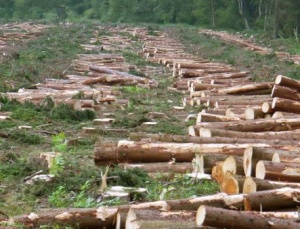 Рубка леса на миллион рублей