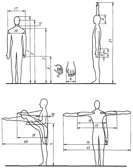 Размеры человека на чертеже